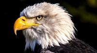 images/animals/adler.jpg