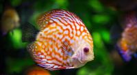 images/animals/fisch.jpg