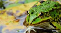 images/animals/frosch.jpg