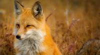 images/animals/fuchs.jpg