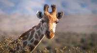 images/animals/giraffe.jpg