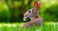 images/animals/hase.jpg